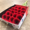 GERMINI RÖD RUBY RED